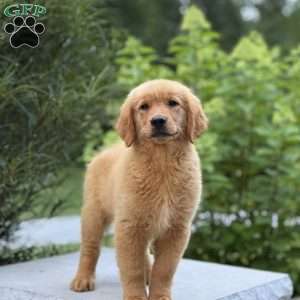 Jesse, Golden Retriever Puppy
